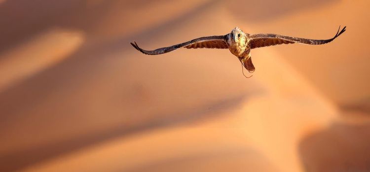 معرض أبوظبي الدولي للصيد والفروسية 2025 "استدامة وتراث... بروح متجددة". 